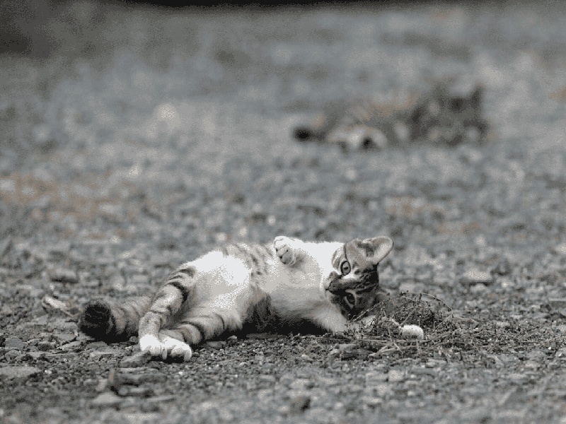 杨女士成功案例